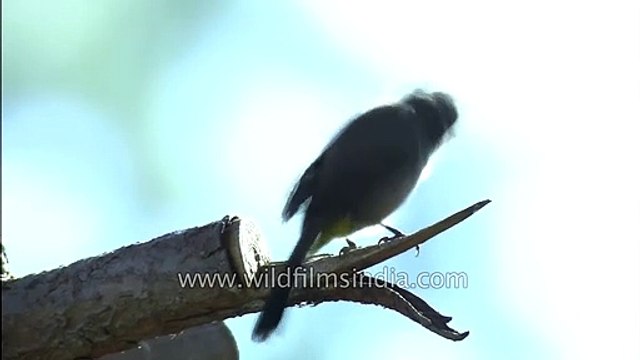 Himalayan White-cheeked Bulbul