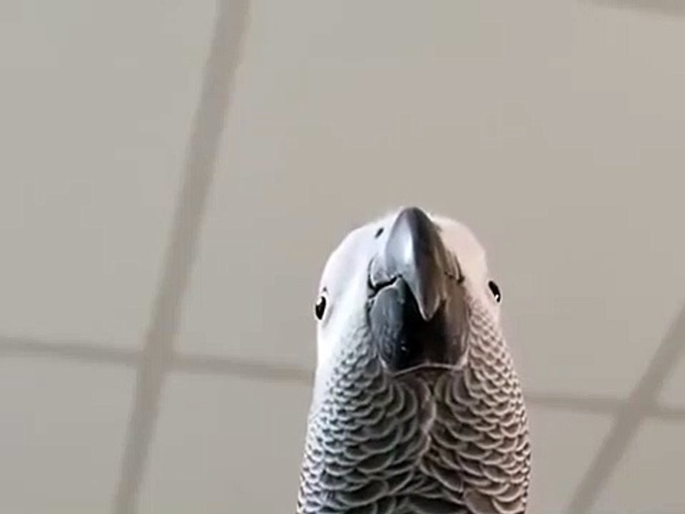 Bird making Samsung notification sounds
