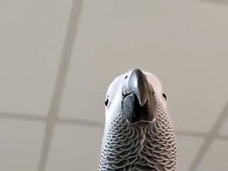 Bird making Samsung notification sounds