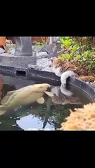Funny Cat and Cute Cat #cat #funny #kucing #lucu #pets #cute