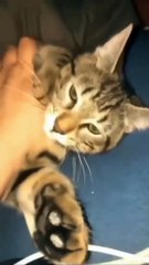 Funny Cat and Cute Cat #cat #funny #kucing #lucu #pets #cute