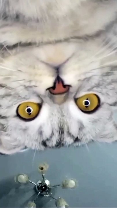 Funny Cat and Cute Cat #cat #funny #kucing #lucu #pets #cute