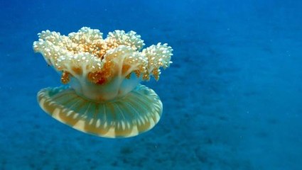 Kaş kıyılarını yakıcı denizanası istila etti! Uzman isim "Dokunan hastanelik olur" diyerek uyardı