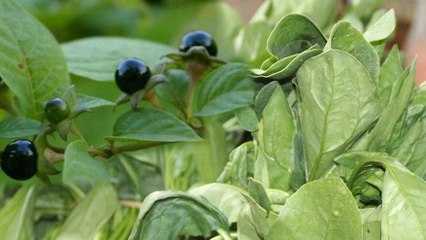 Güzelavrat otunun zararı kadar yararı da var