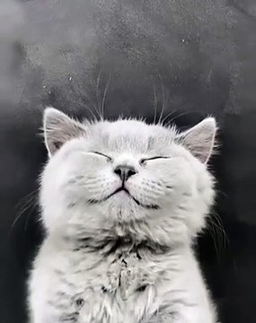 Kucing Lucu Waktu Tidur | Bikin Gemes | Funny Cat