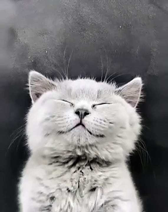 Kucing Lucu Waktu Tidur | Bikin Gemes | Funny Cat