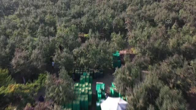 Coğrafi işaret tescilli deveci armudu nda hasat bereketli başladı