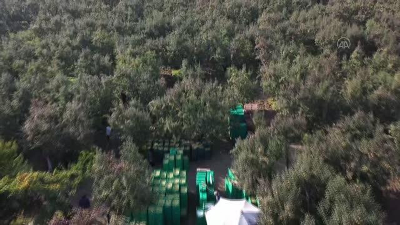 Coğrafi işaret tescilli "deveci armudu"nda hasat bereketli başladı