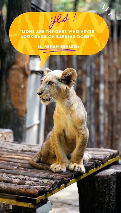 Beautiful lion video   with Quote