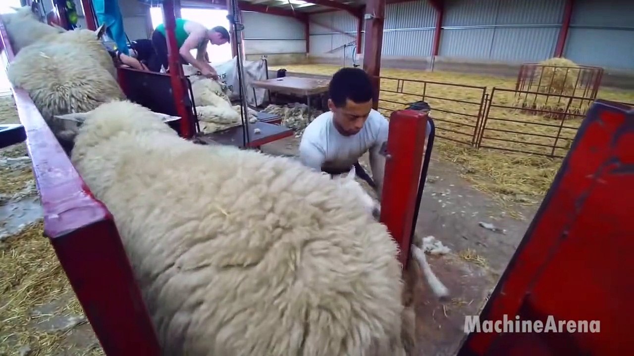 Sheep Farming Technology - Shearing Process, Milking & Lamb Processing