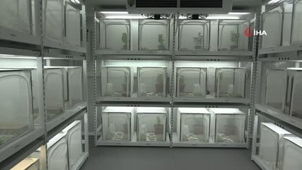 Tarım düşmanı 'kahverengi kokarcalar' ile 'samuray arıcığı' savaşacak