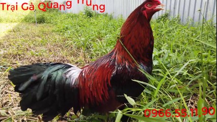 Cặp gà nòi chiến chia ae giá rẻ về chơi mạnh | trại gà Quang Trung