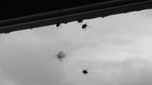 İstanbul'da 'kokarca böceği' kabusu! Bu ilçelerde oturanlar dikkat