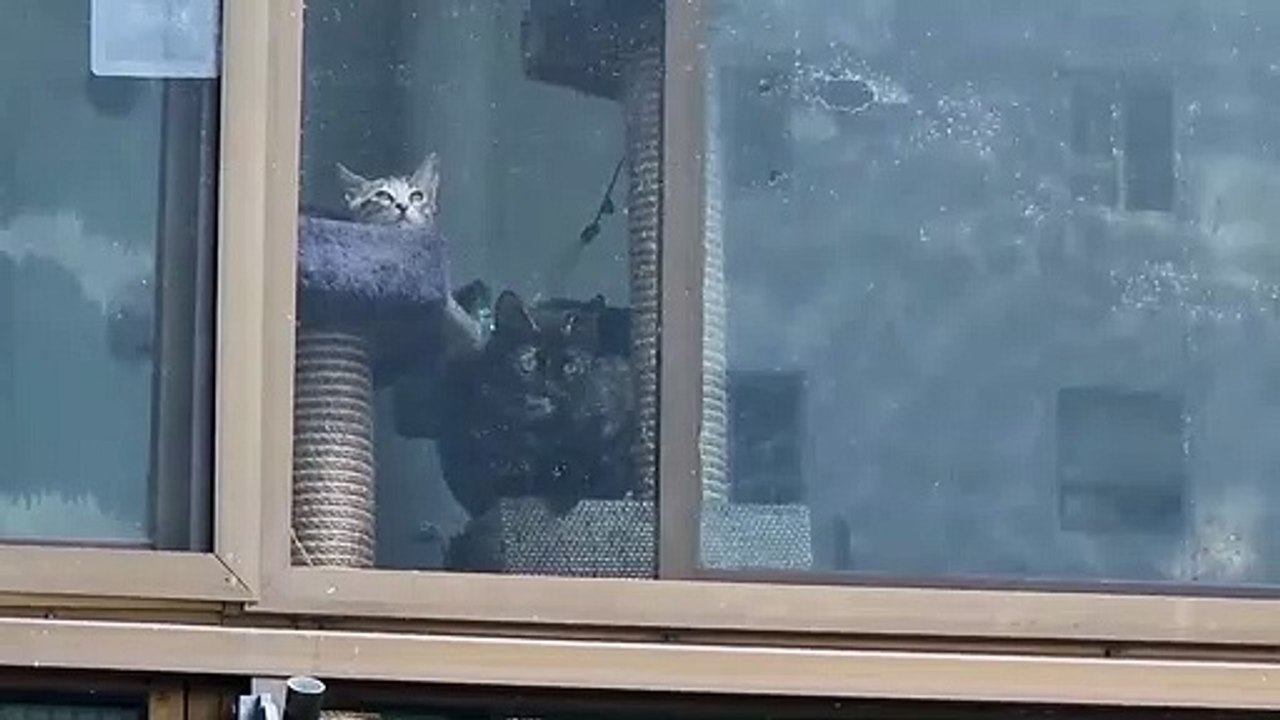 久しぶりの黒猫