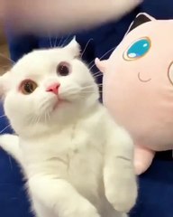 Kucing Lucu Ngajak Maen, Bikin Gemes DEEH | funny Cat