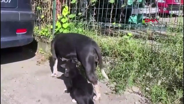 Anneleri ölen kedileri 'Fındık' adlı köpek emziriyor