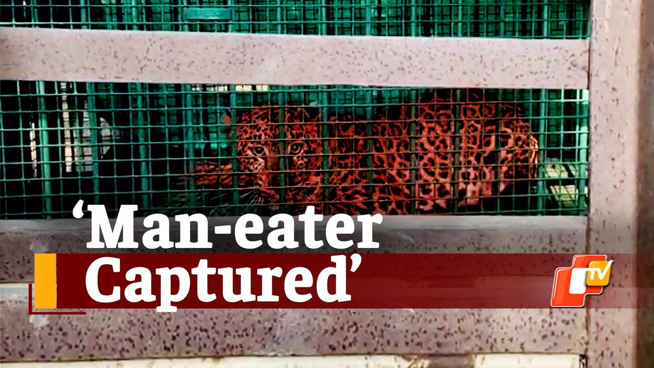 Killer Leopard Caught By Forest Officials