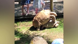 Funny Baby Reaction At The Zoo  Try Not To Laugh