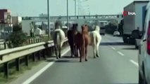 Başıboş atlar Bursa’nın en işlek caddelerinde cirit atıyor