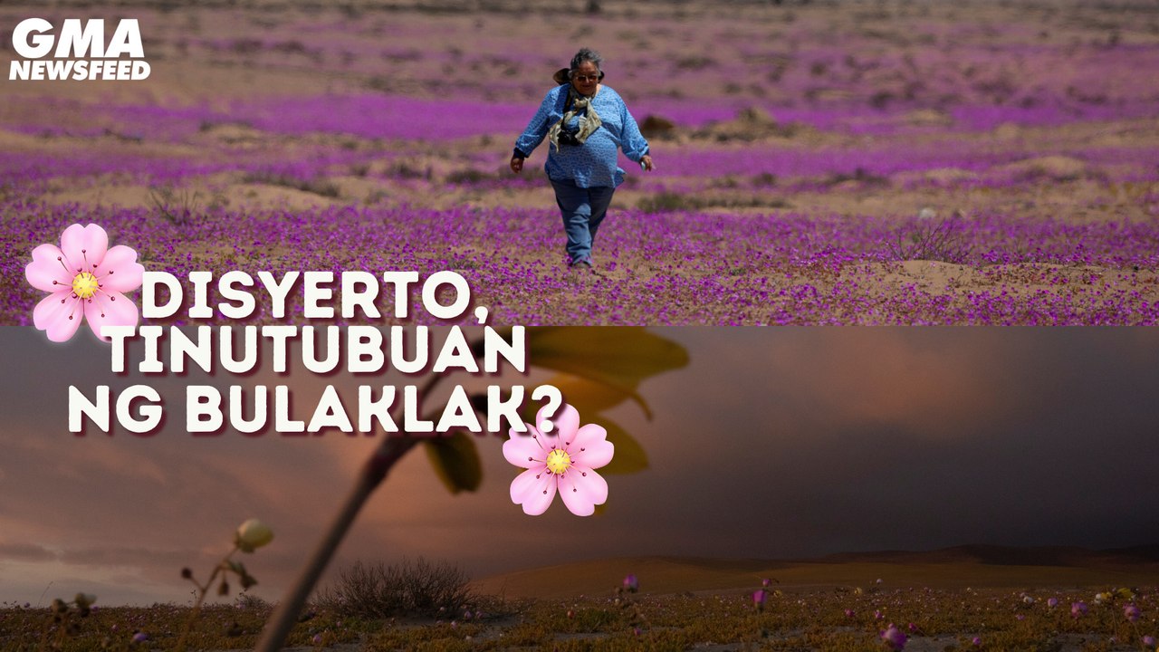 Atacama Desert sa Chile, namumulaklak! | GMA News Feed