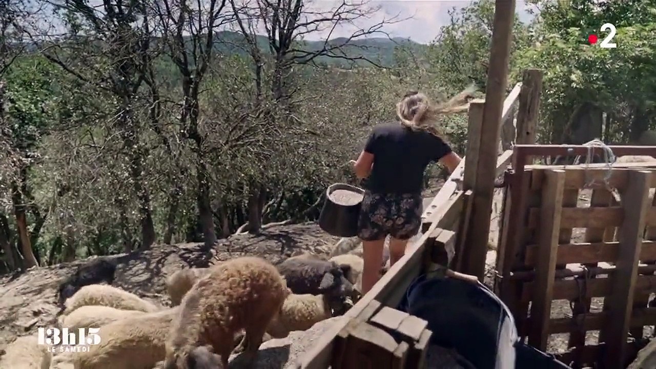 Le porc de race mangalitza est "un cochon qui a un vrai goût de cochon", selon une éleveuse de cet animal d'exception