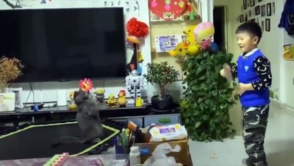 Baby Cats - Cute and Funny Cat Videos Compilation #4 Cute Pets_v