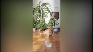 Baby Cats #1 - Cute and Funny Cat Videos Compilation  Mskkan Creature_v