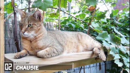 10 Largest Cat Breeds in the World