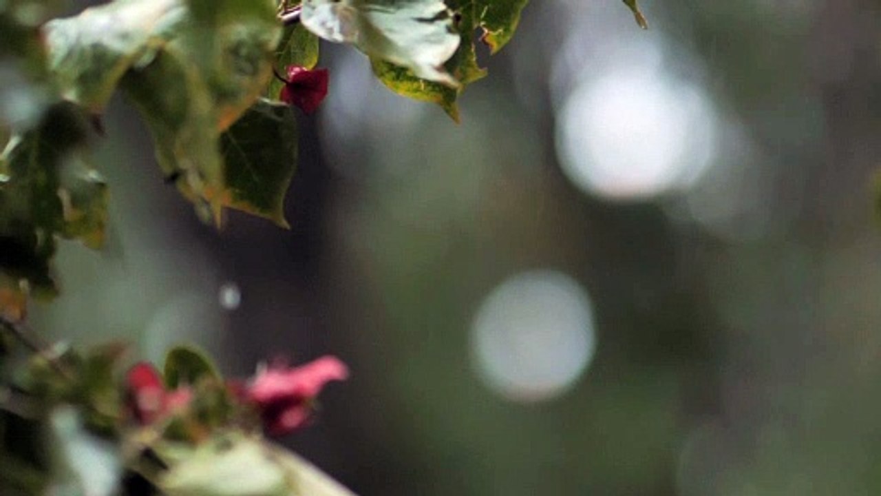 Raindrops falling on the leaves of a plant
