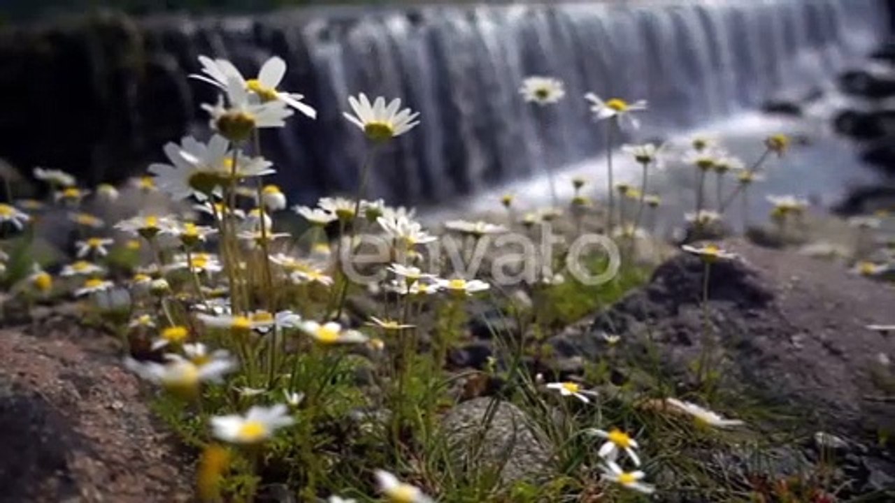 Small pink flowers,Daisy flowers near a big waterfall