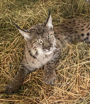 Son dakika haberleri: Tüfekle vurulmuş bulunan vaşak öldü
