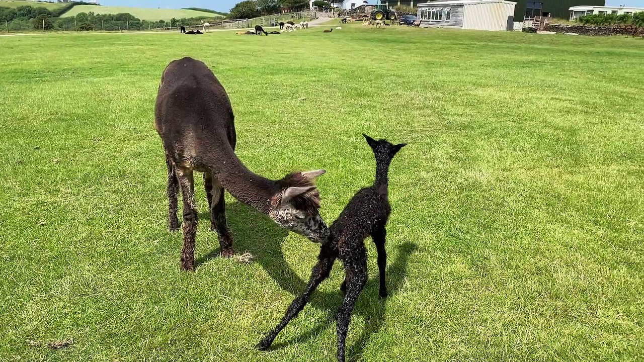 Newborn Cria Takes Her First Steps
