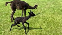 Newborn Cria Takes Her First Steps