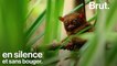 Le tarsier : un prédateur nocturne menacé par le tourisme
