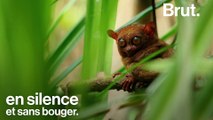 Le tarsier : un prédateur nocturne menacé par le tourisme