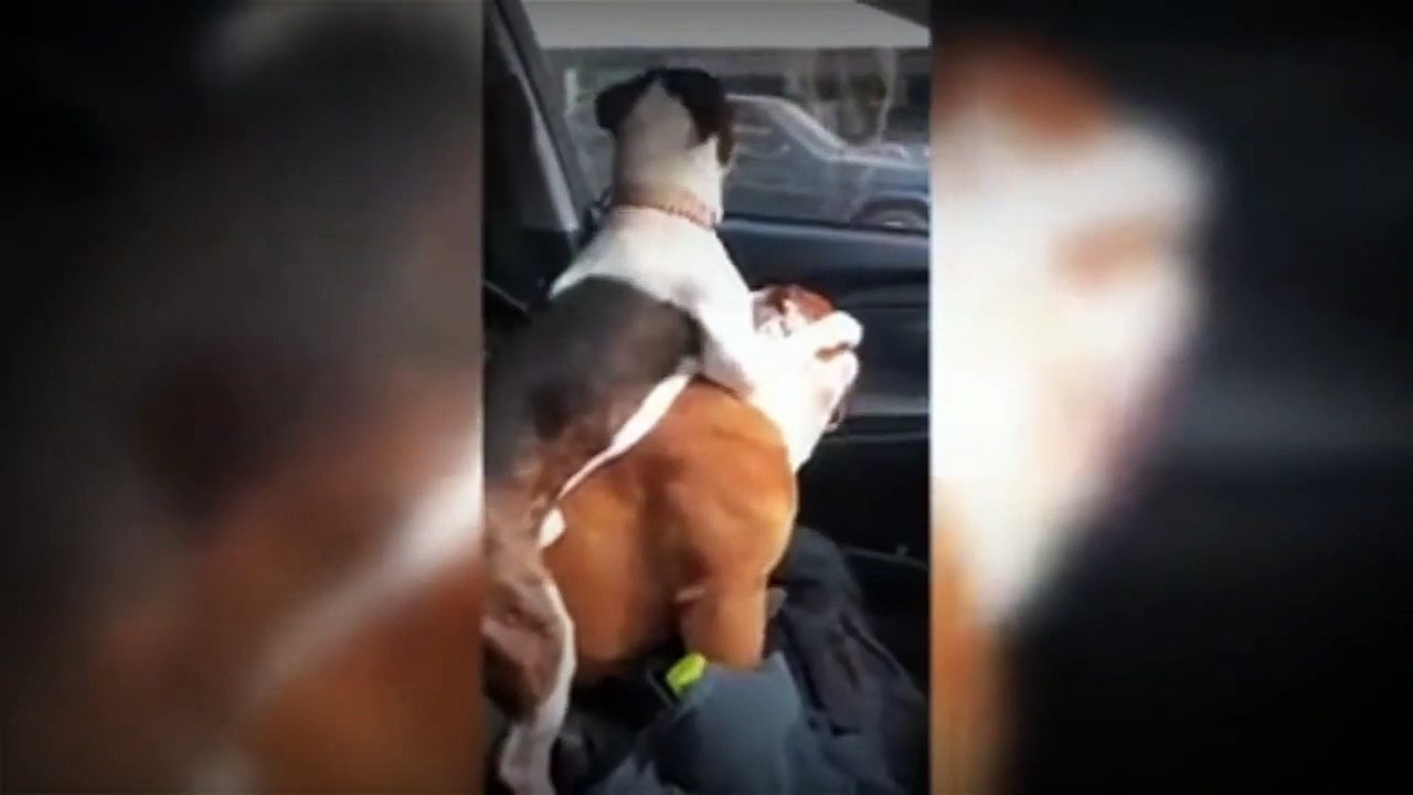 Funniest  Dogs and  Cats - Awesome Funny Pet Animals Videos- FUNNY 2021