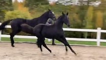 Excited Foal Runs Straight Into Fence