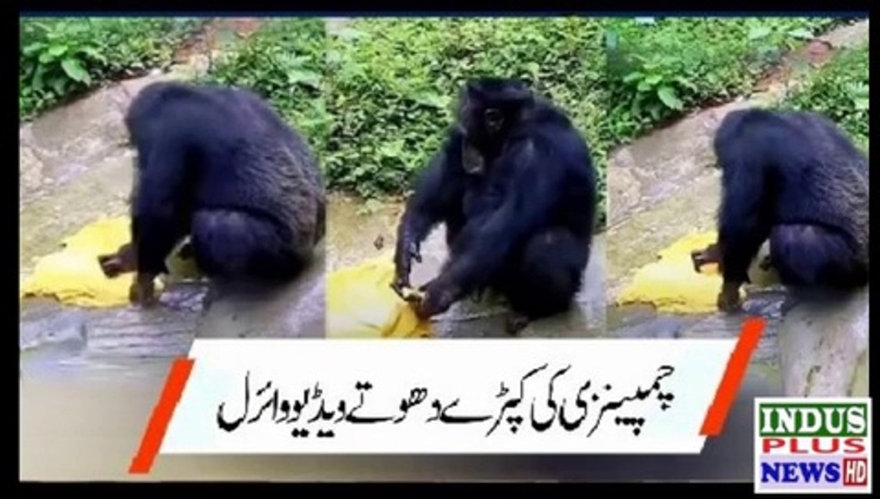 Chimpanzee Washing Clothes like Human | Chimpanzee washing.............Indus Plus News Tv