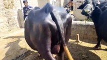 watch nili Ravi buffalo for sale in Punjab Pakistan on dailymotion Anwar Ali 23-10-2021