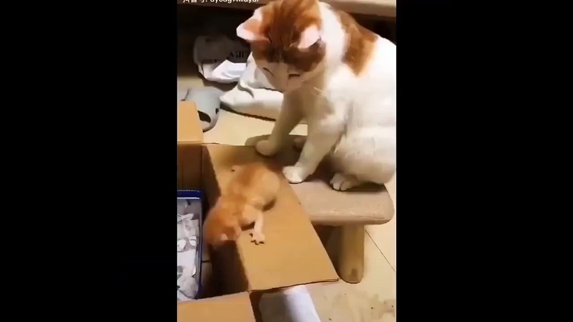 Baby Cats - Cute Cats - Adorable Cats - Funny Cats Compilations PART 5