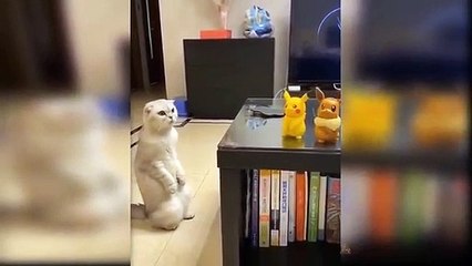 Baby Cats  Cute and Funny Cat Videos Compilation 14  - Aww Animals