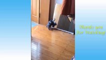 funny-and-cute-cat-s-life-part-1-cats-and-owners-are-the-best-friends-videos