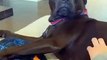 Cute American Bully - PITBULL - Bulldogs -BEST VIDEO COMPILATION ABOUT AMZING DOGS