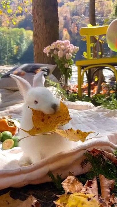 Cute Rabbit