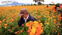 NO COMMENT | México prepara el día de los muertos con la recolecta de flores de cempasuchil