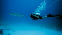 المسافر- تجربة فريدة في المالديف للسباحة وسط أسماك القرش