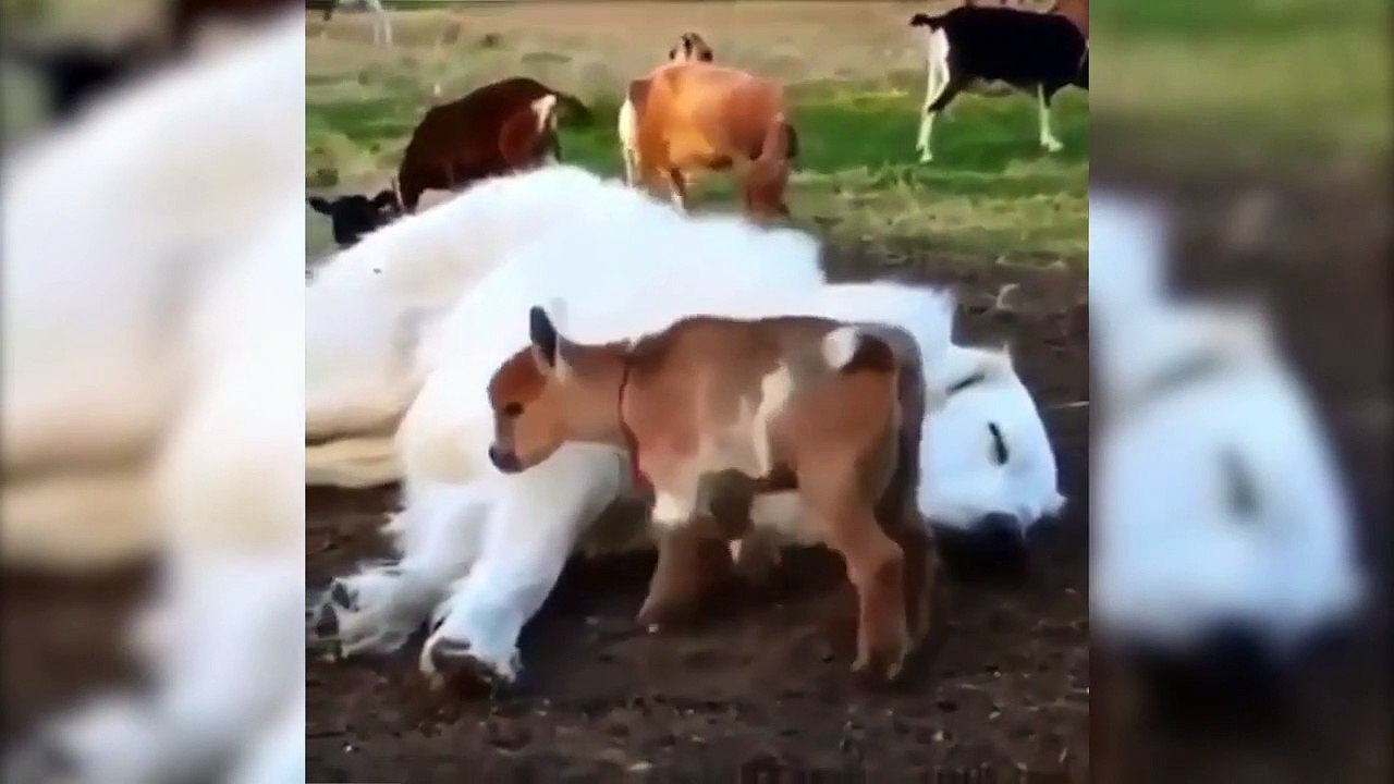 TRY NOT TO LAUGH