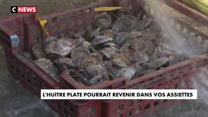 Gastronomie : L'huître plate pourrait revenir dans vos assiettes