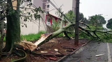 Árvore cai e bloqueia parte da Rua Antonina, no Centro