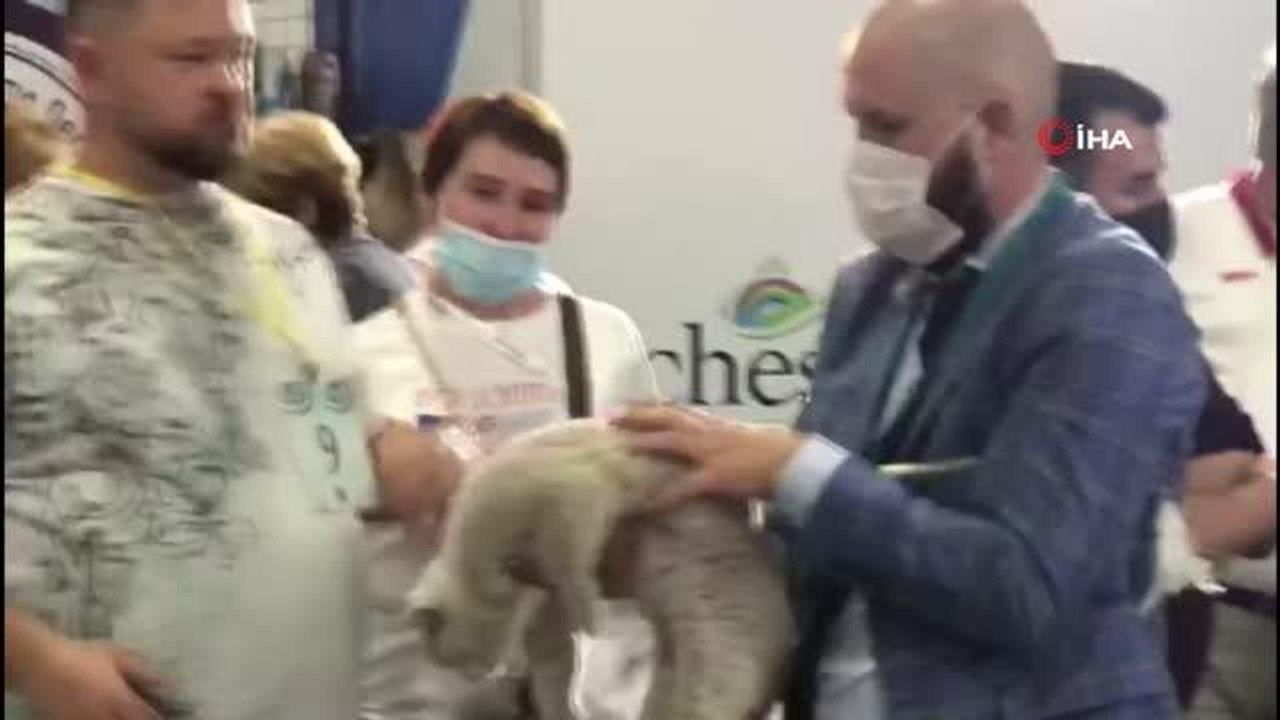 İstanbul'da Mutlu Kediler yarışması